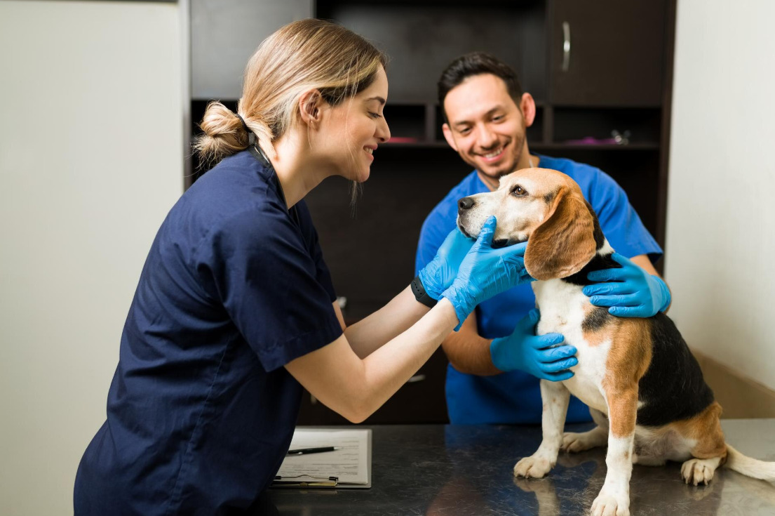 Seguro para Médicos Veterinarios Seguro para Médicos Veterinarios
